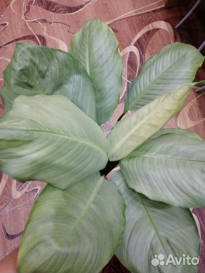 Спатифиллум сплит милк