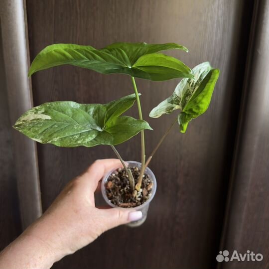 Сингониумы сортовые (1)