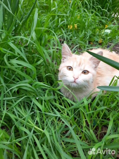 Рыжее счастье