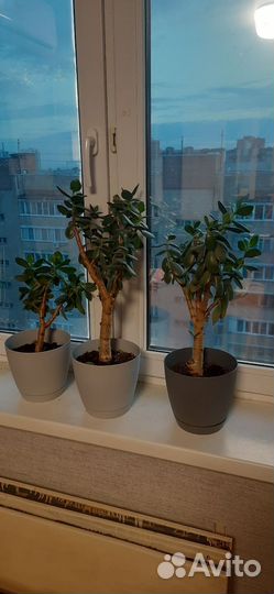 Толстянка денежное дерево