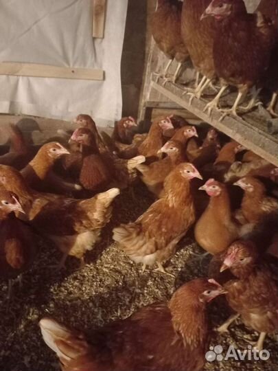 Куры молодки несушки