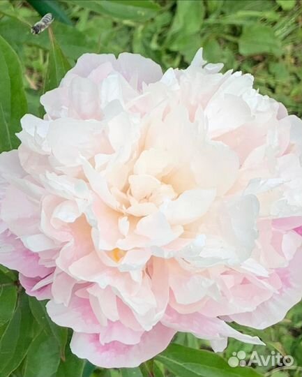 Пионы. Рекомендации по уходу и посадке