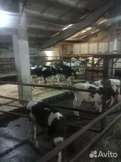 Телята бычки