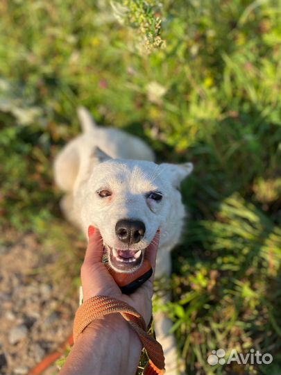 Собака ищет дом