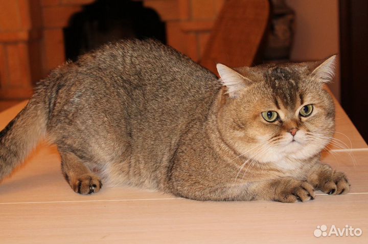 Кот на вязку