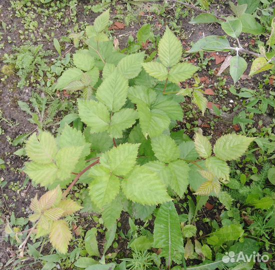 Саженец ежевики