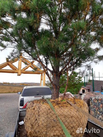 Саженцы сосны крупномеры 4,0-5,0 m
