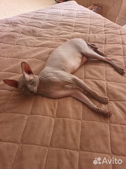 Канадский сфинкс