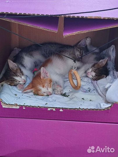 Котята в добрые руки