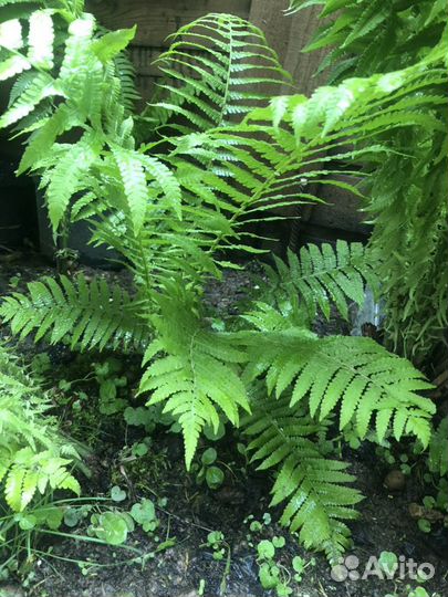 Папоротник страусник