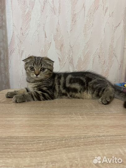 Шотландская вислоухая
