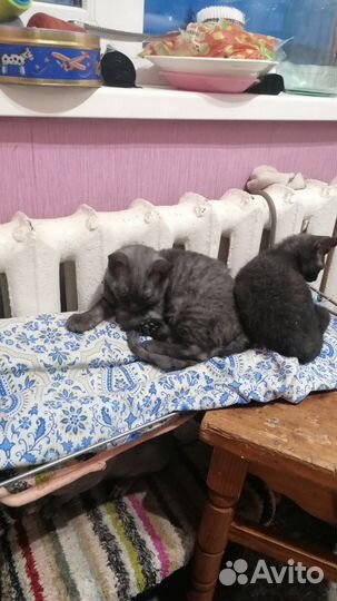 Кошки в добрые руки бесплатно