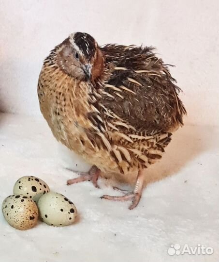 Перепел Танюшкин Гигантский Фараон