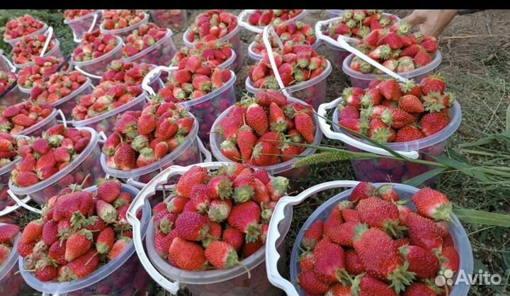 Клубника свежая домашняя