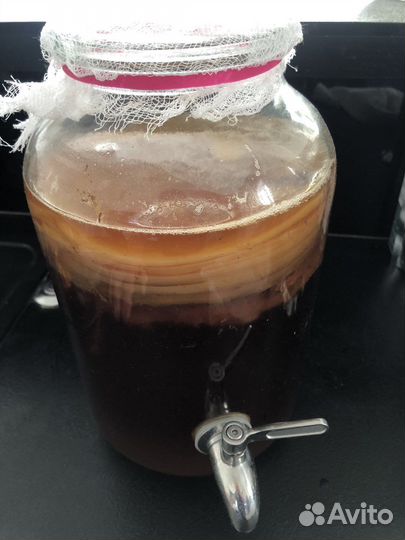 Банка с краником, чайный гриб