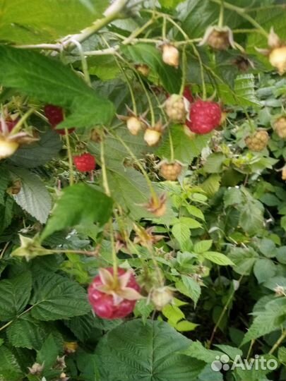 Ремонтантная малина