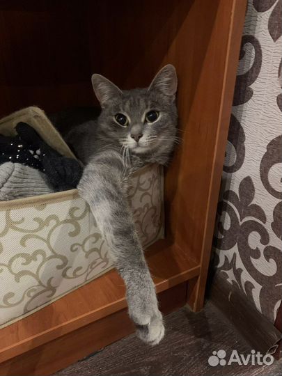 Кошки