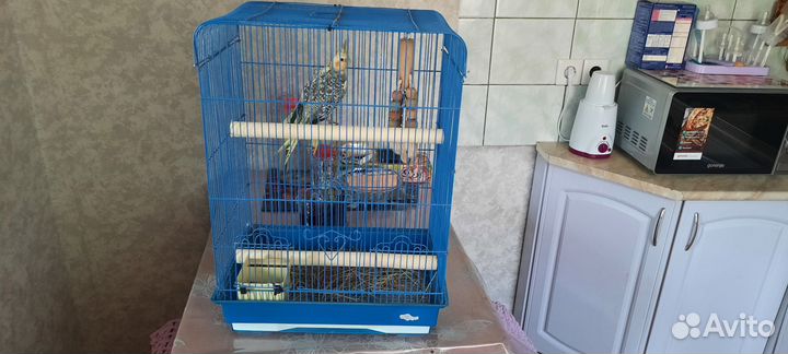 Попугай корелла