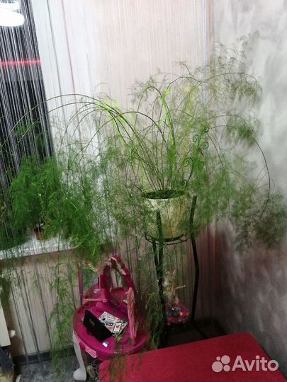 Аспарагус виргарус