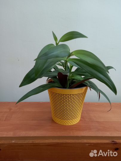 Продам цветы комнатные