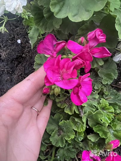 Пелларгония герань