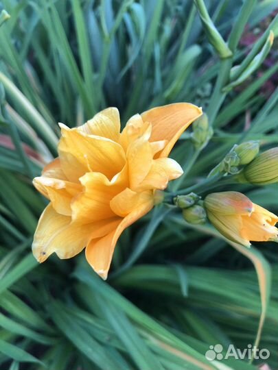 Многолетние цветы для вашего сада