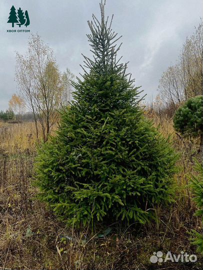 Ель обыкновенная оптом / розница