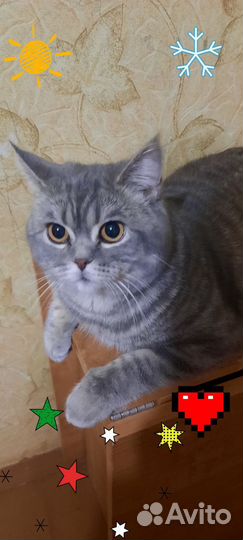 Кот британец в добрые руки