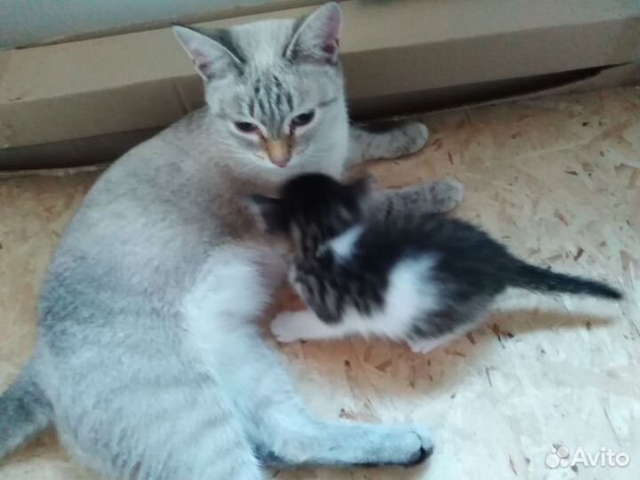 Котята в добрые руки бесплатно