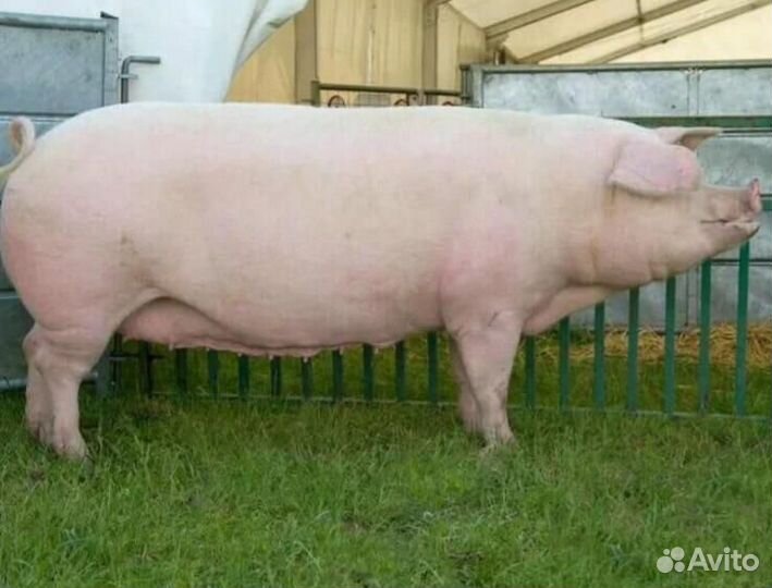 Поросята ландрас дюрок