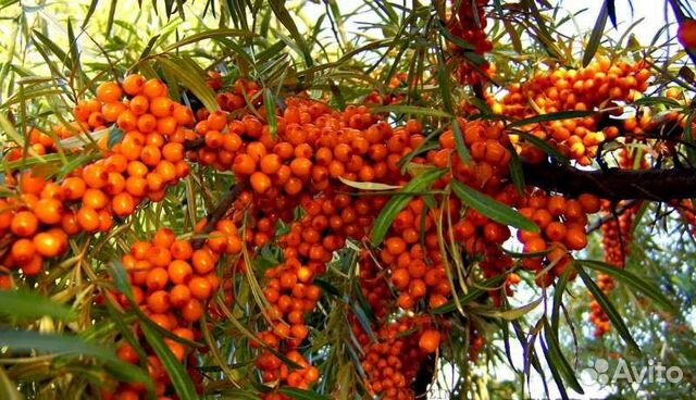 Облепиха саженцы без колючек