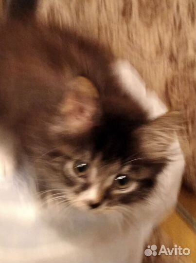 Котик Пушок 10 мес