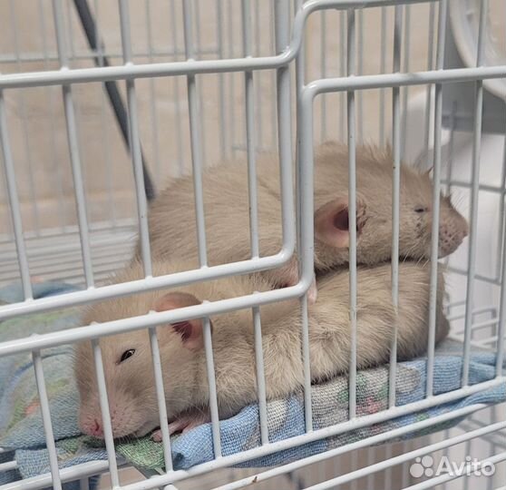 Крысы отдам бесплатно