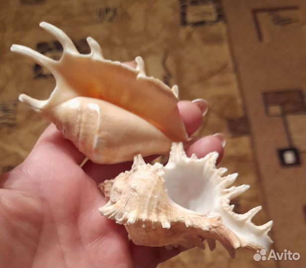 Морские ракушки,раковины Цена за всё