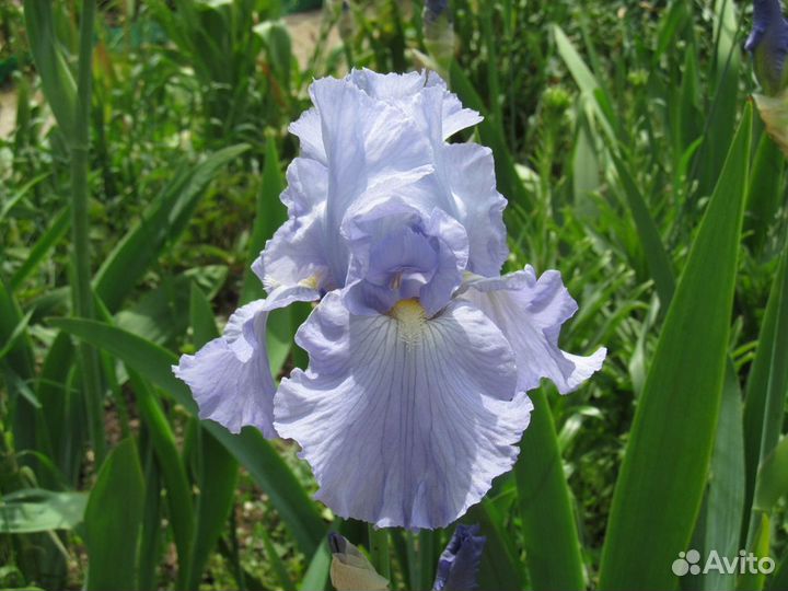 Ирисы сортовые обмен