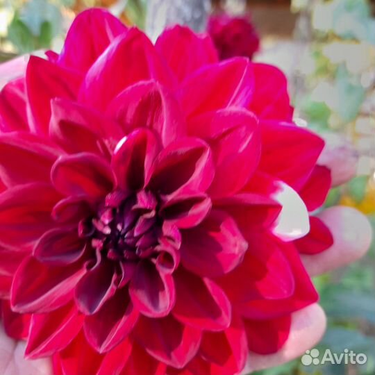 Георгины сортовые