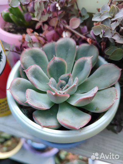 Суккуленты Пахифитум компактум