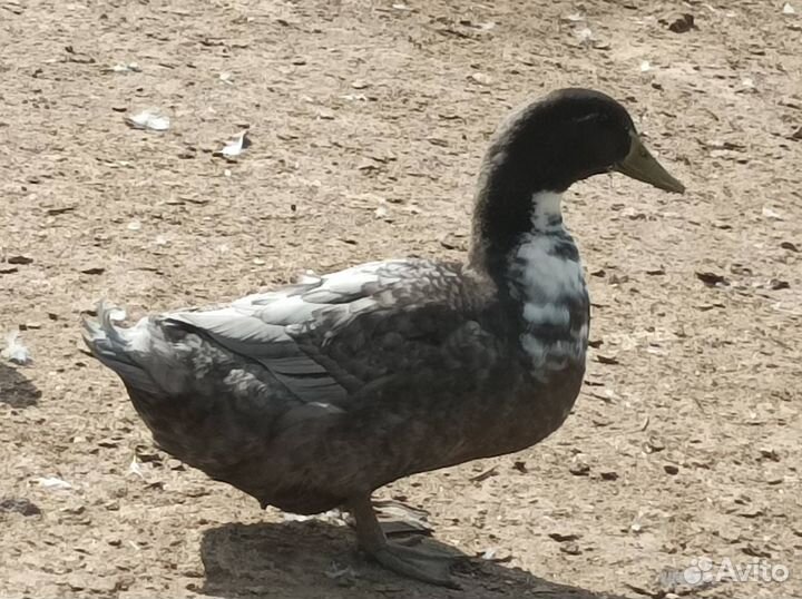 Гуси, утки, Мясо бройлера и кролика, яйцо