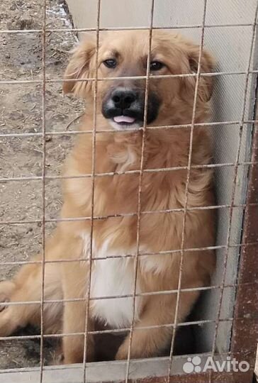 Собака в добрые руки отдам бесплатно