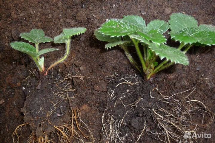 Рассада клубники