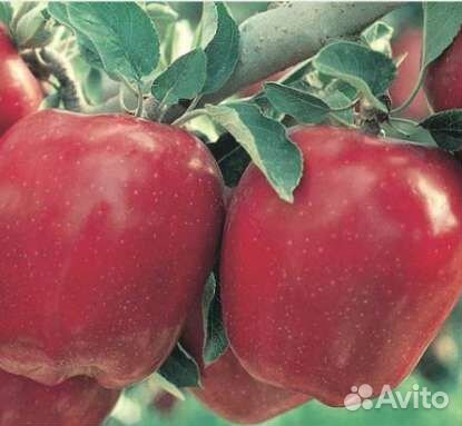 Саженцы яблони Ред Делишес