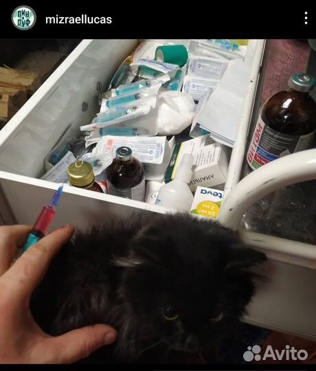 Ветеринарный стационар