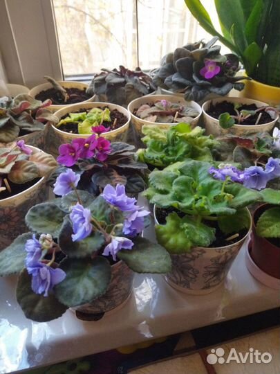 Сортовые фиалки, декор интерьера, подарок