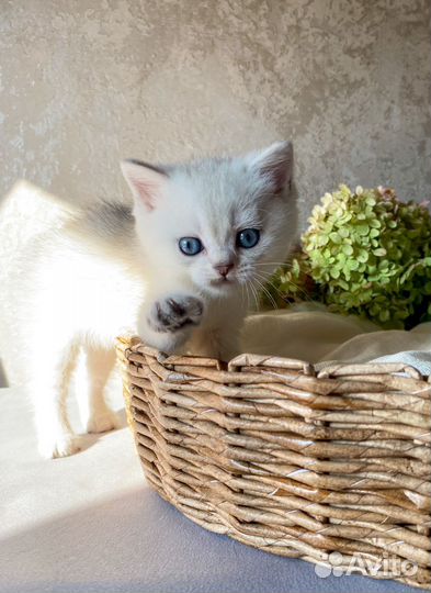 Британский мальчик