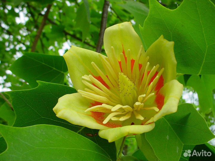 Тюльпановое дерево