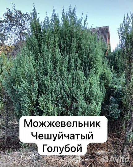 Декоративные растения для сада