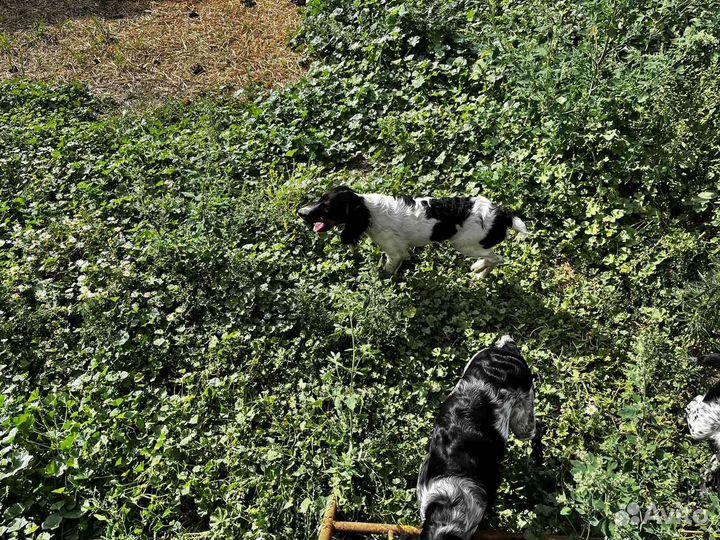 Щенки спаниеля