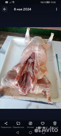 Продаётся мясо нутрий