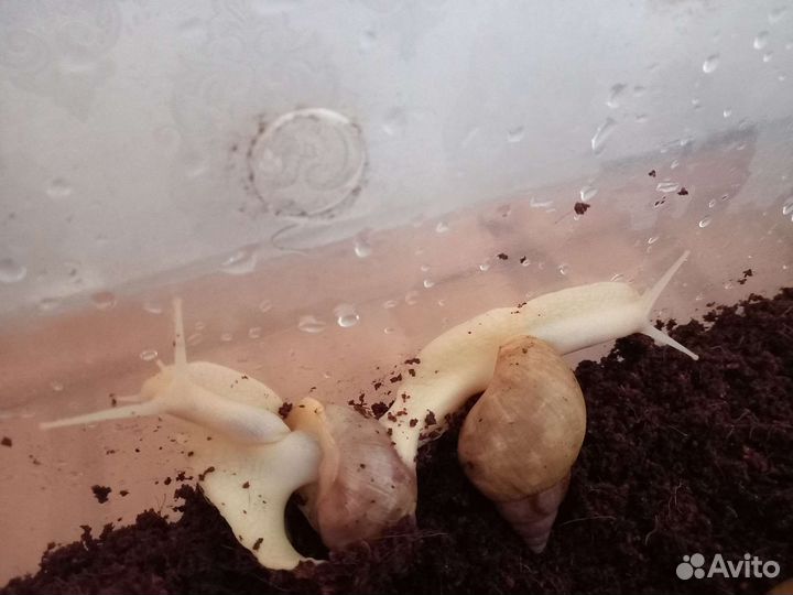 Улитки ахатины