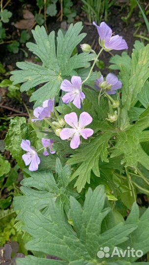 Цветы для сада